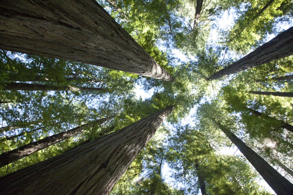 humboldt redwood state park