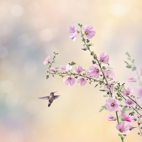 flowers that attract hummingbirds hollyhocks