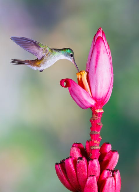 hummingbird , andean emerald