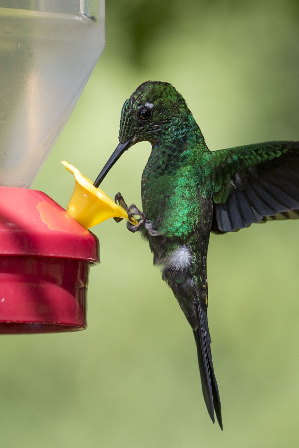 hummingbird drinking sugar water