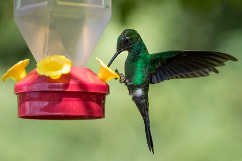 hummingbird drinking sugar water