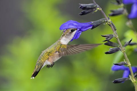 hummingbird deep in a salvia