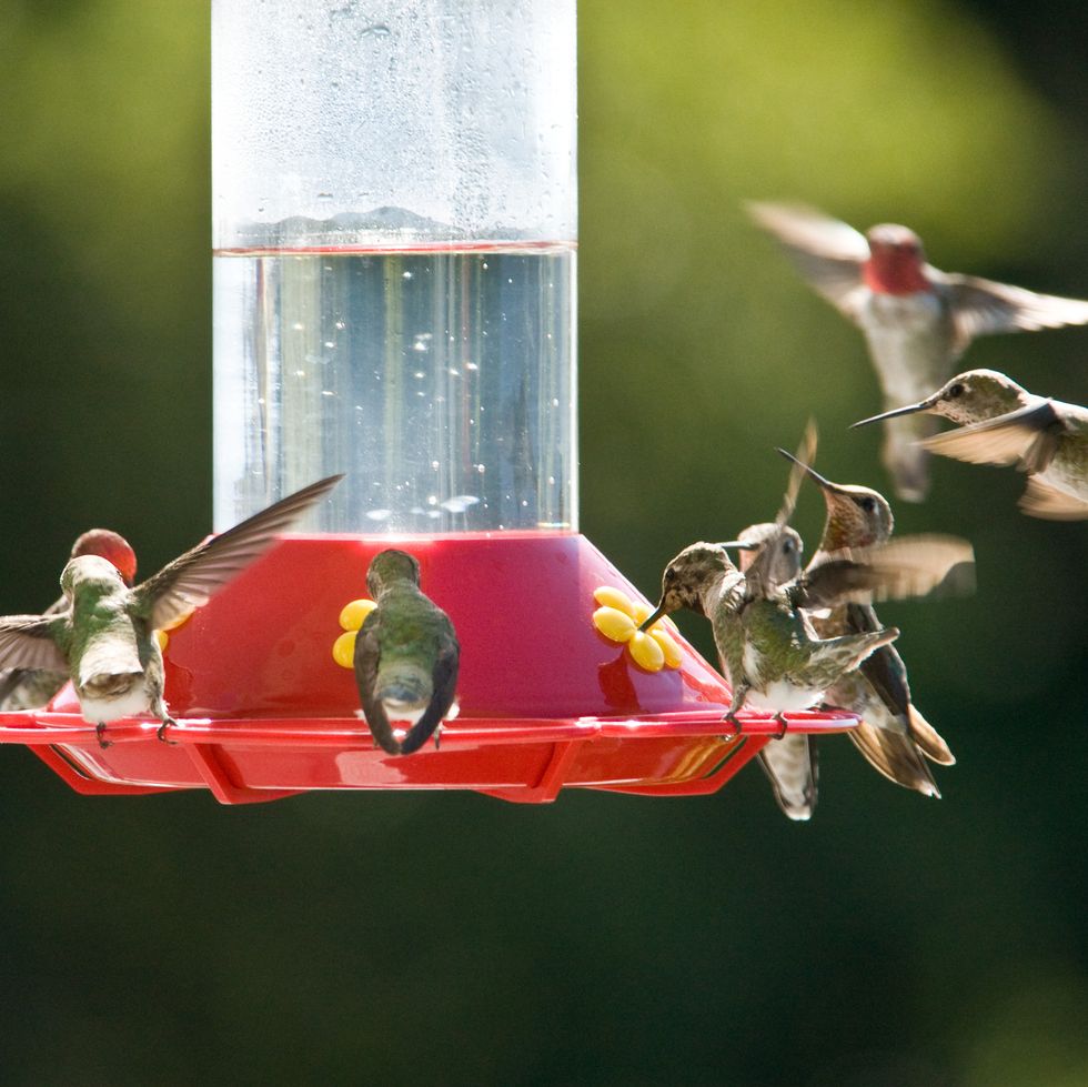 hummingbird feeder