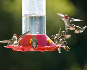 best hummingbird feeders