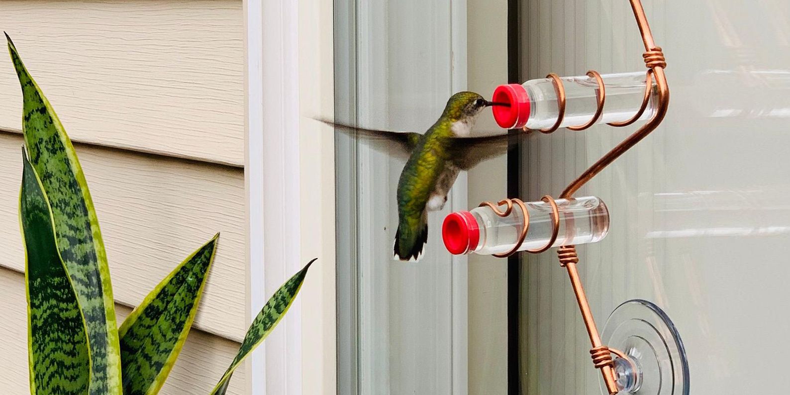 10 Best Hummingbird Feeders For 2020 - Dish & Bottle Hummingbird Feeders