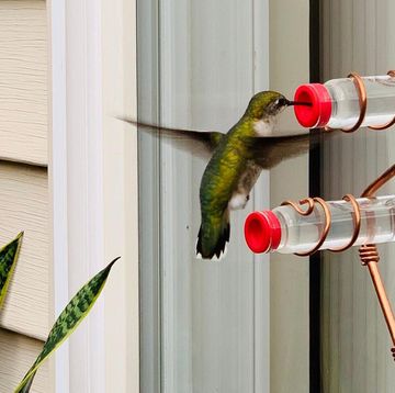 hummingbird at copper feeder against window