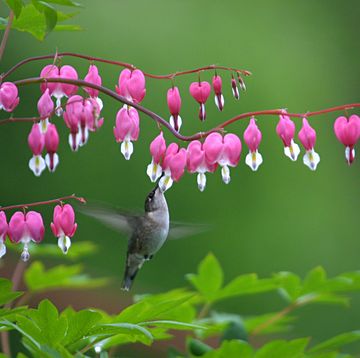 hummingbird feeding at pink bleeding heart flowers hummingbird flowers