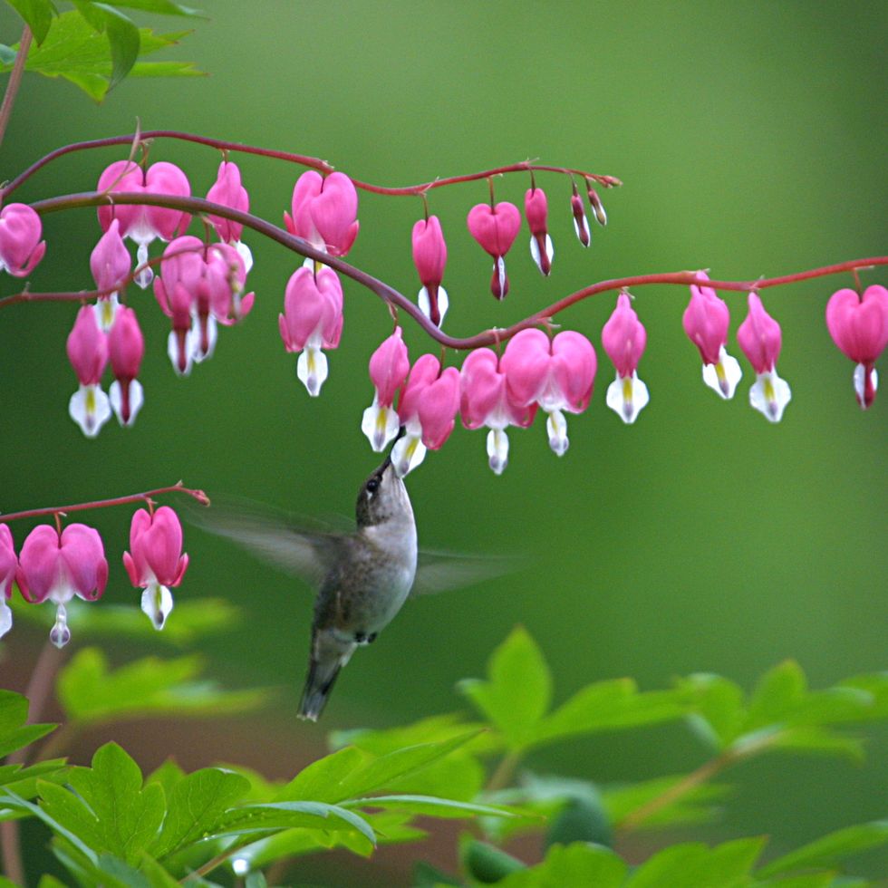hummingbird feeding at bleeding heart bloom