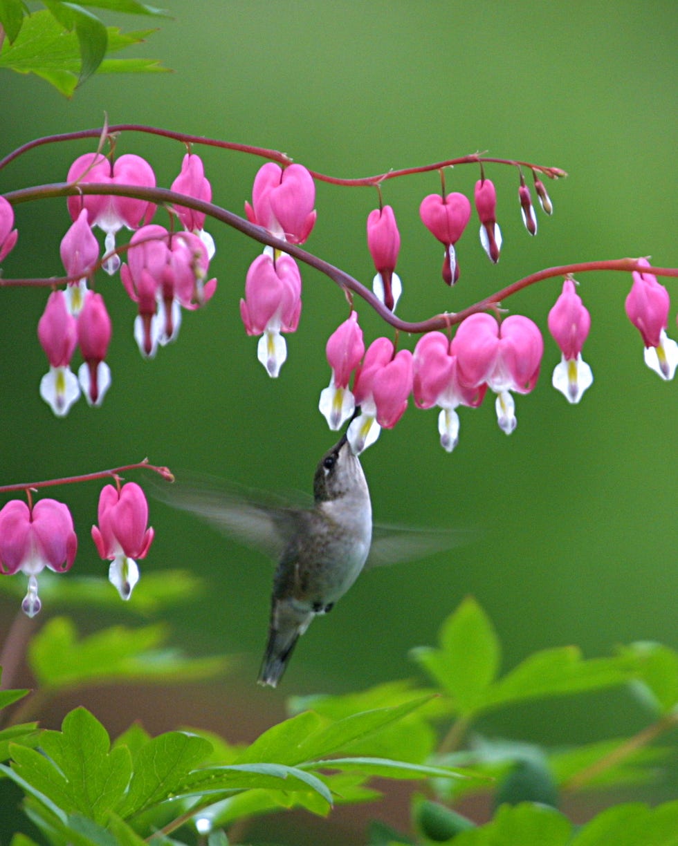 hummingbird feeding at bleeding heart bloom