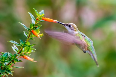 hummingbird feeding from orange flower