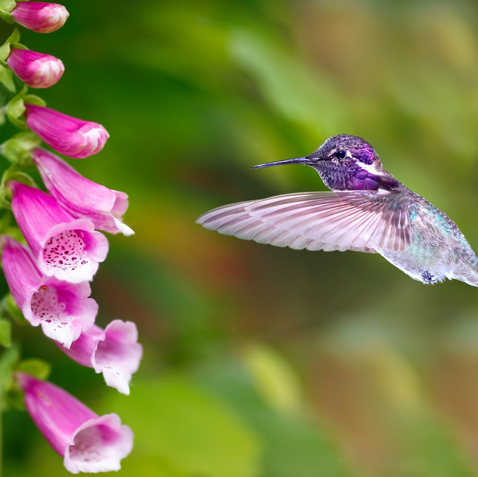hummingbird feeding from purple foxglove flowers