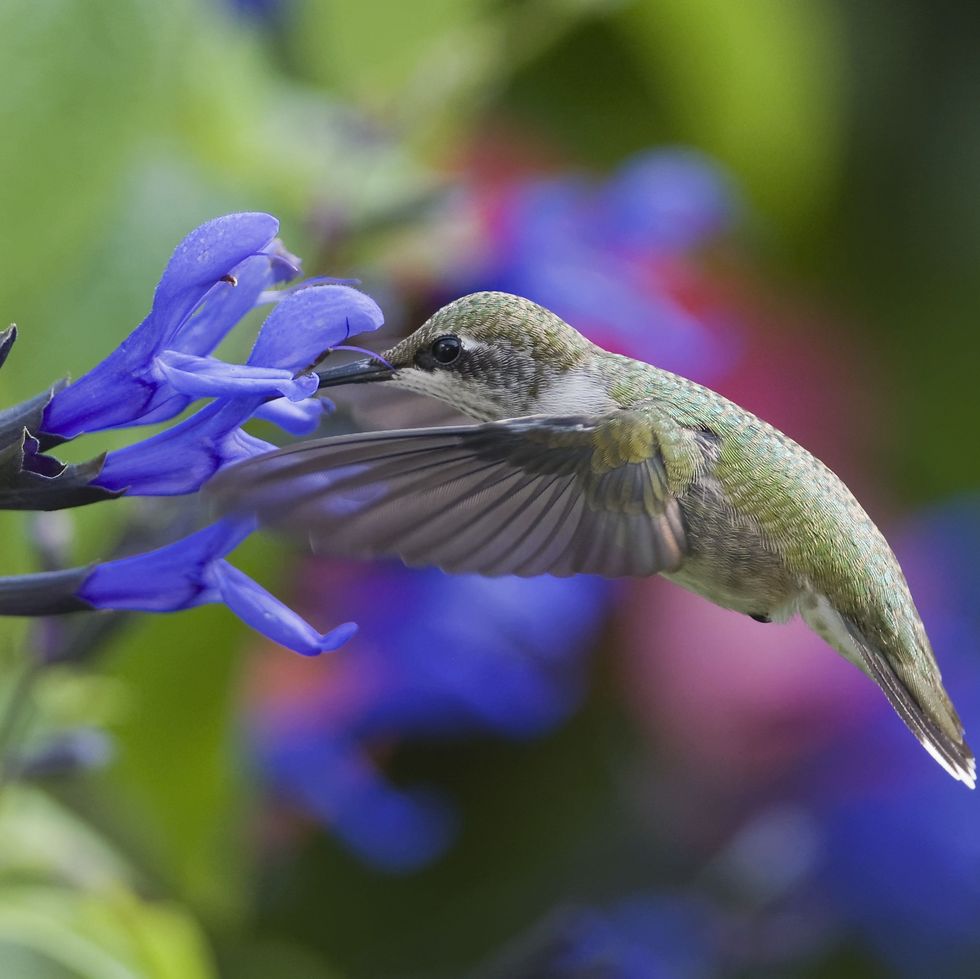 humming bird feeding on blue salvia flowers with black stalks hummingbird flowers