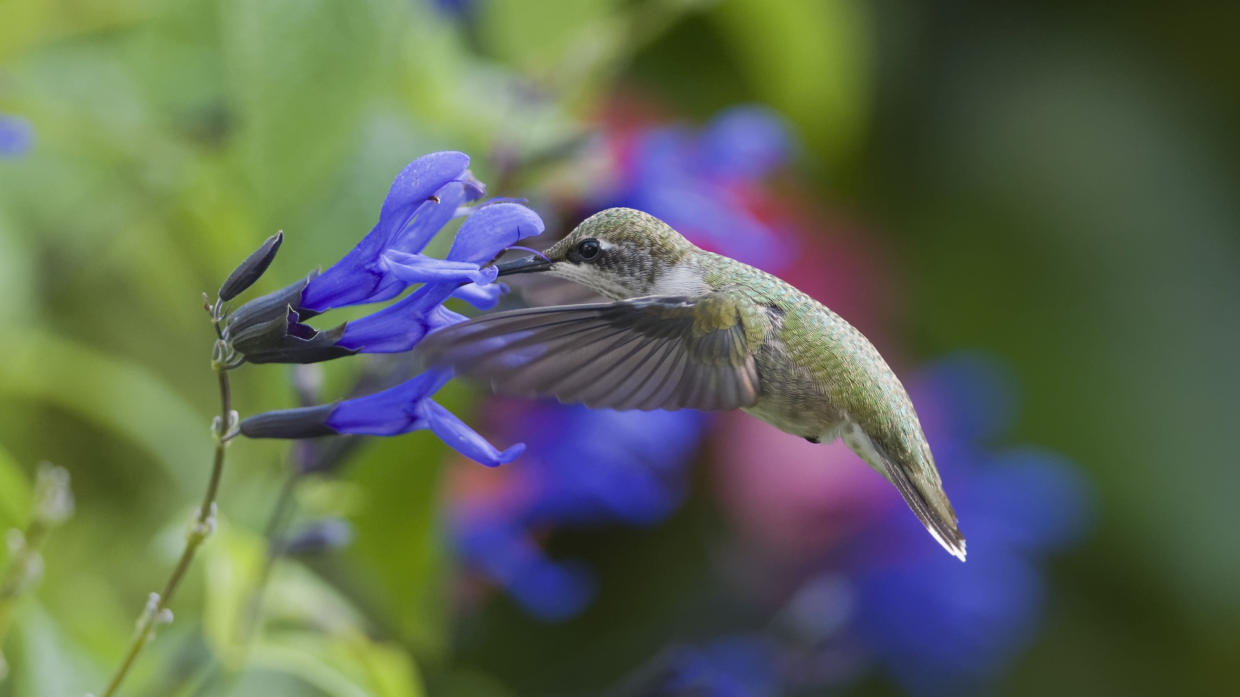 6 Flowers That Attract Hummingbirds to Your Garden