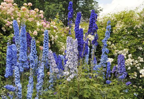flower bed with beautiful blooming blue delphinium flowers against a background of roses in the garden in summer