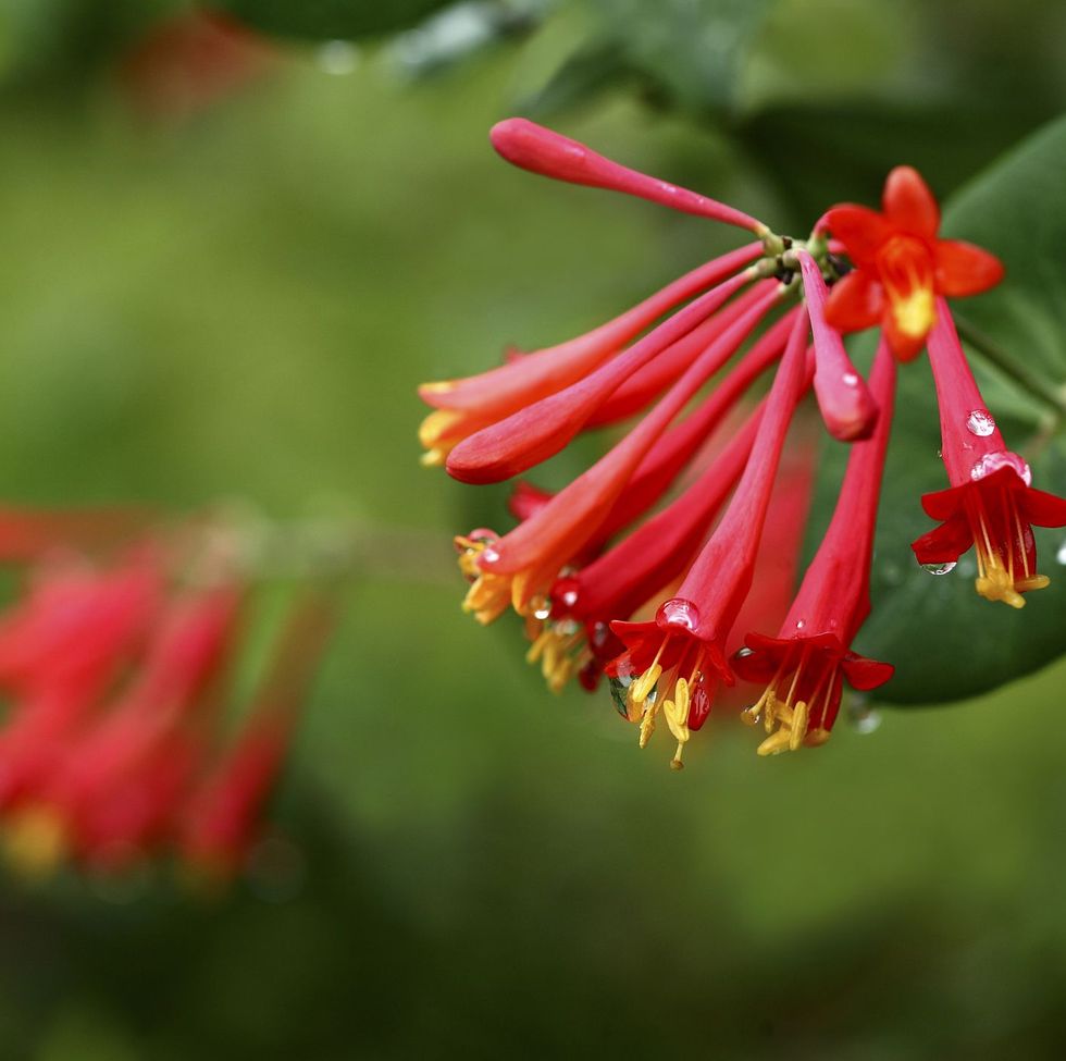 trumpet honeysuckle with clusters of bright red tubular hummingbird flowers