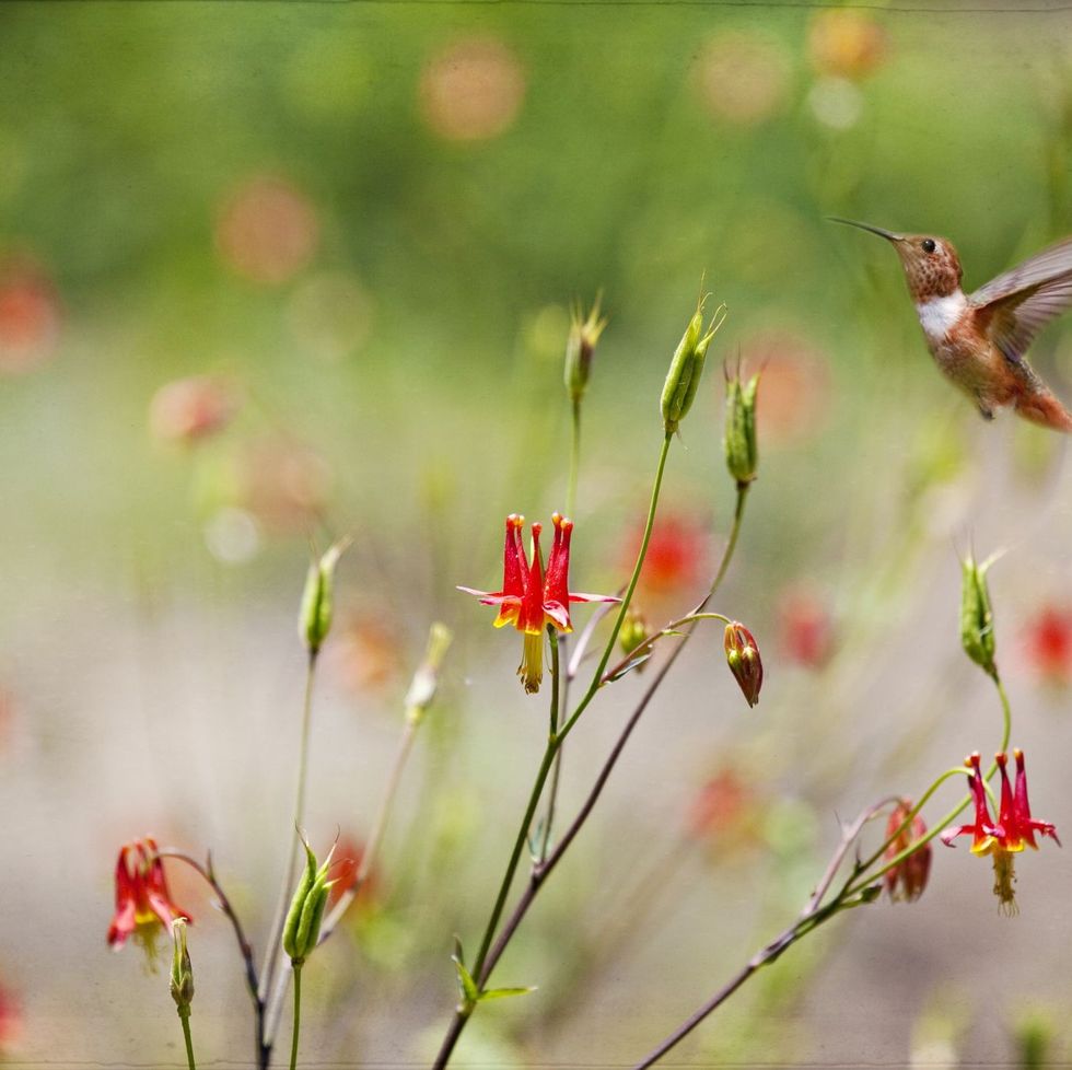 rufous hummingbird in flight approaching red columbine flowers with a lovely bokeh background flowers for hummingbirds