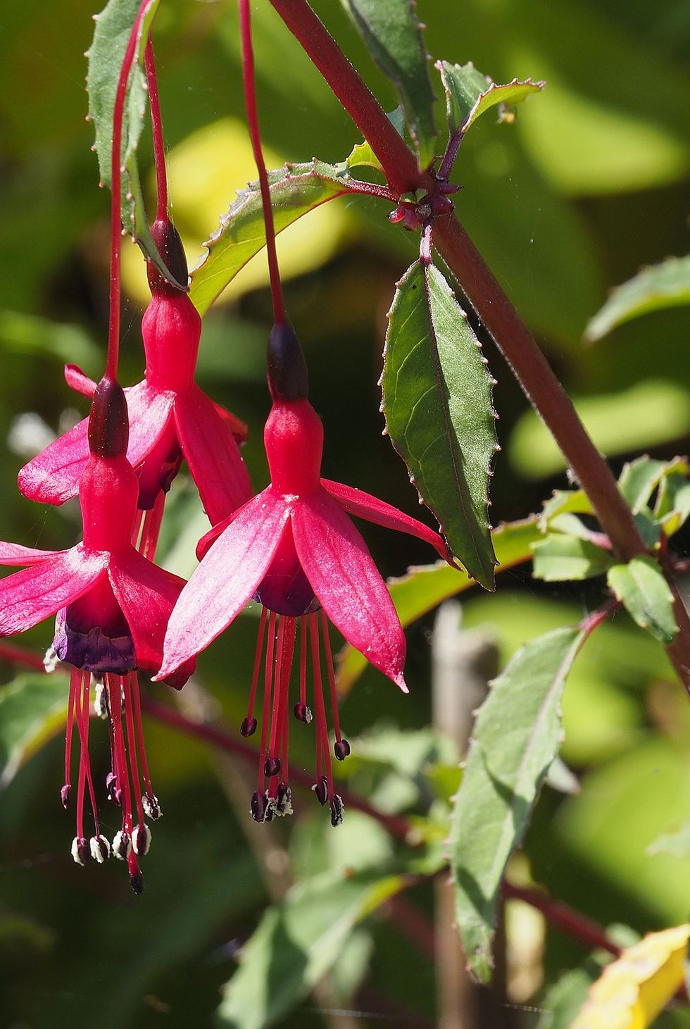 40 Best Fall Flowers to Plant for a Vibrant Autumn Garden