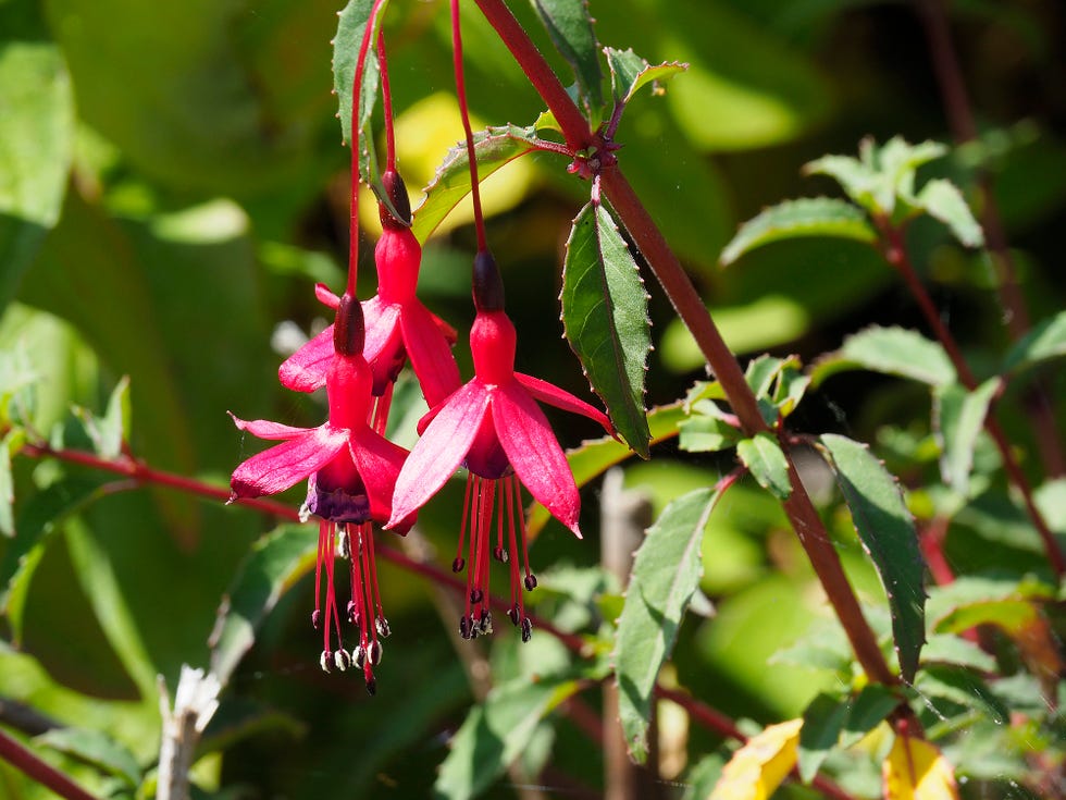 pink and purple hardy fuchsia