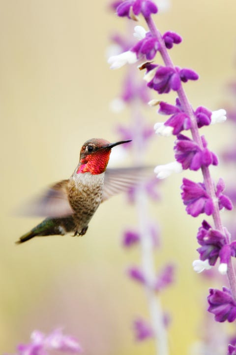 hummingbird