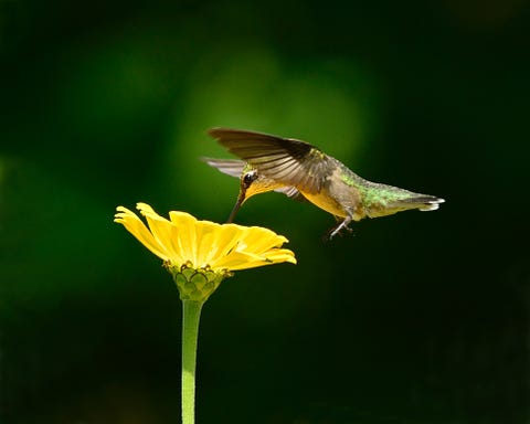 hummingbird in flight