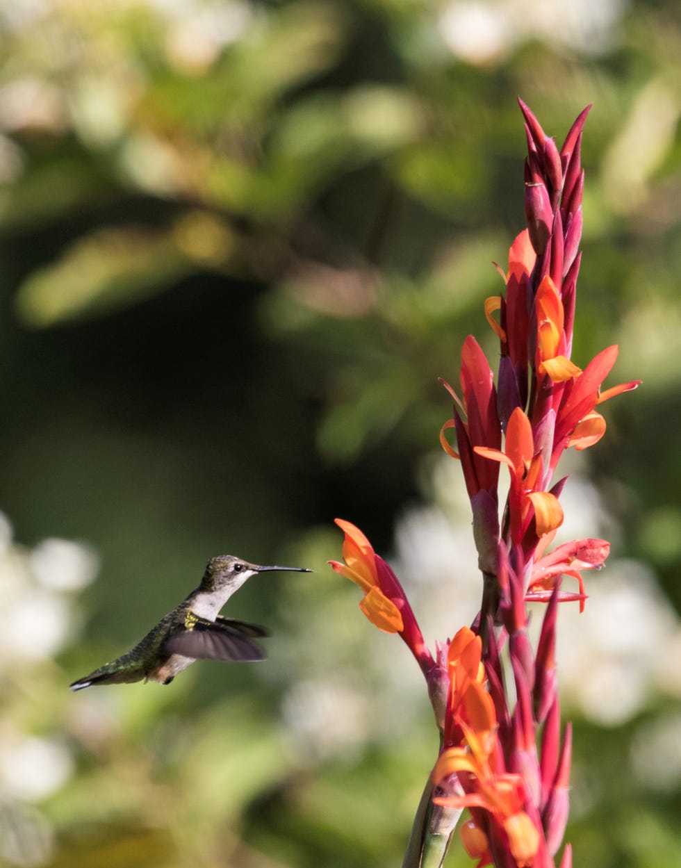 hummingbird flowers canna lily