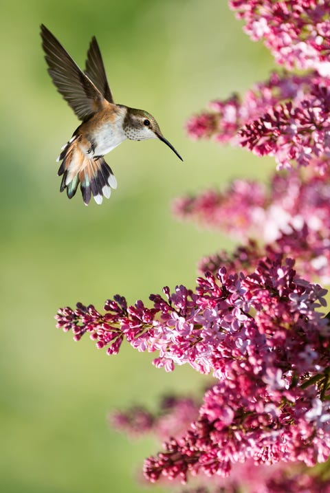 hummingbird