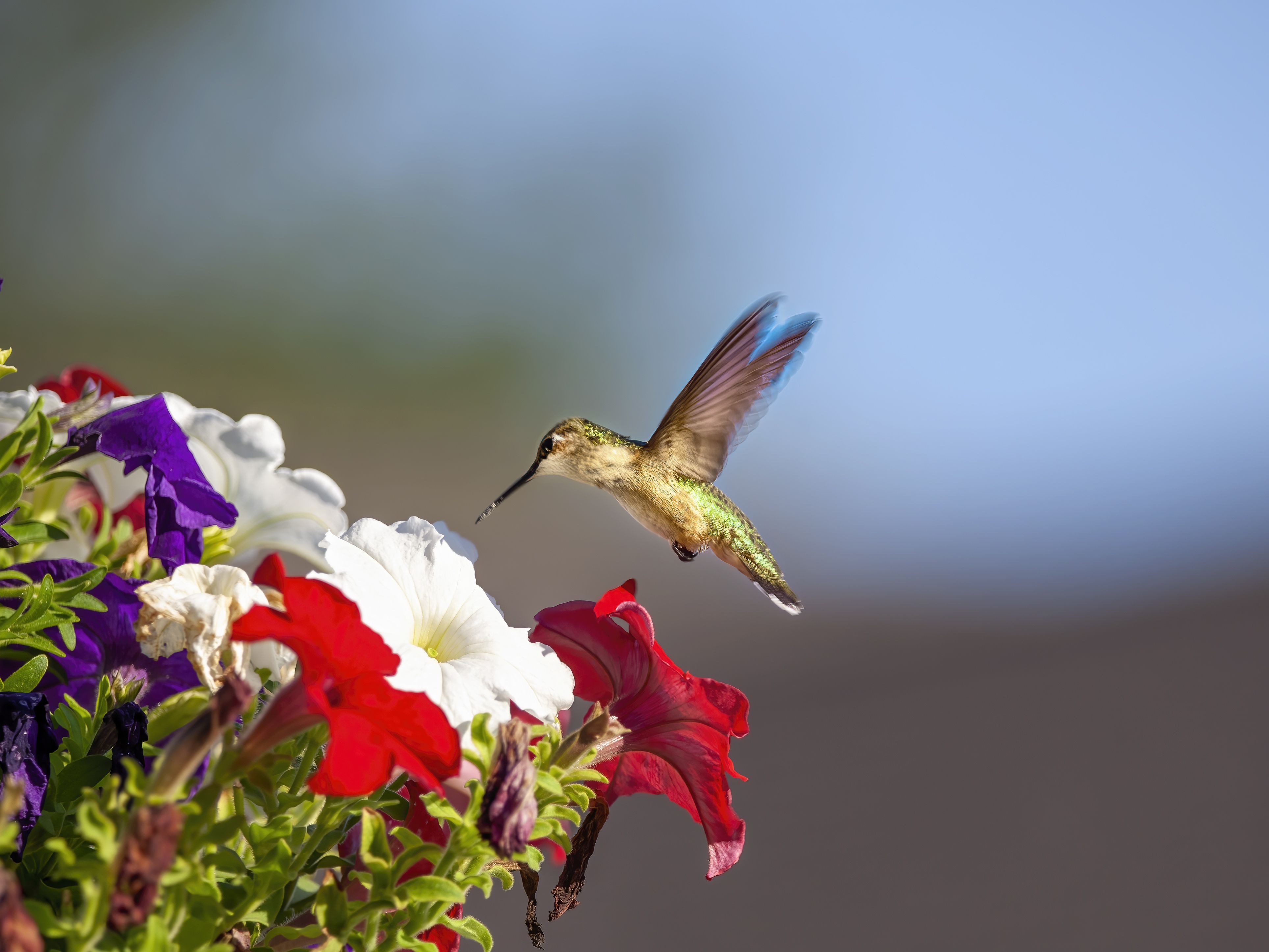 26 Best Flowers for Attracting Hummingbirds to Your Garden