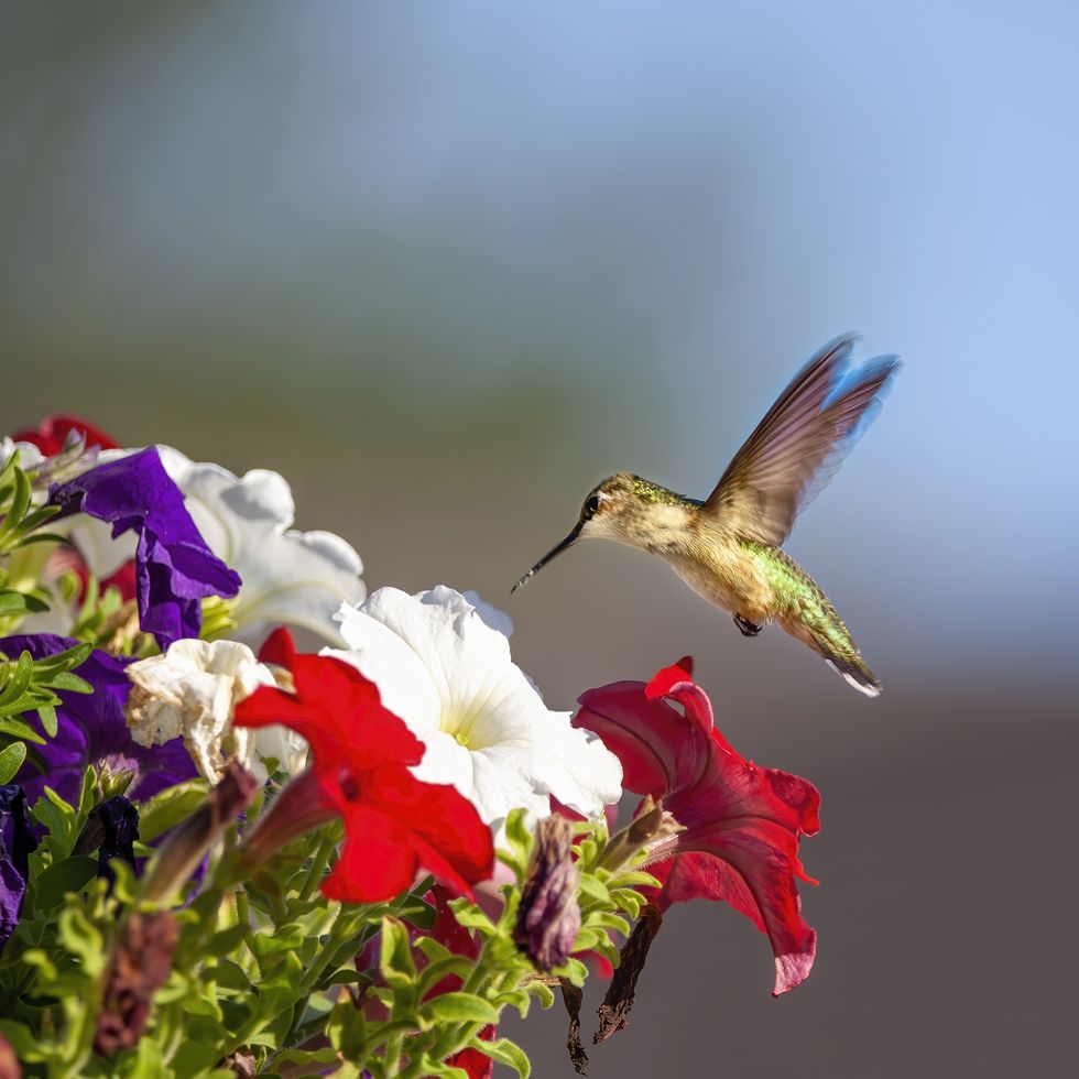 hummingbird on petunia