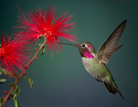 hummingbird