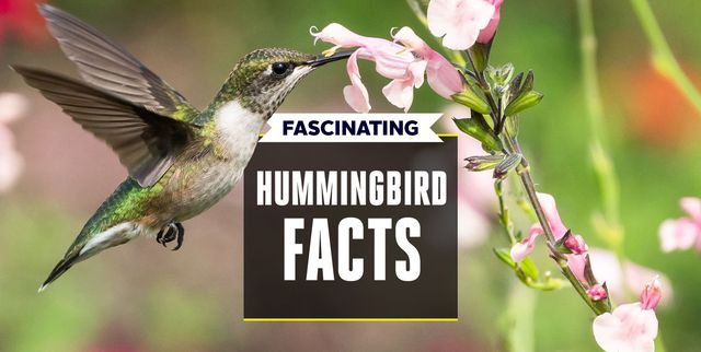 Колибри деньги отзывы. Колибри. Рой Колибри. Facts about Hummingbirds. Группа Колибри.
