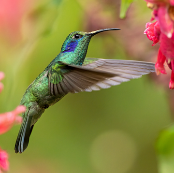 hummingbirds hummingbirds