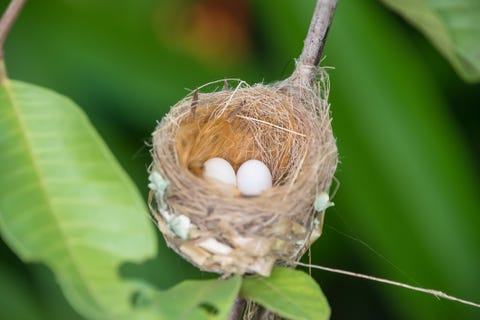 hummingbirds are birds native to the americas and comprise the biological family trochilidae