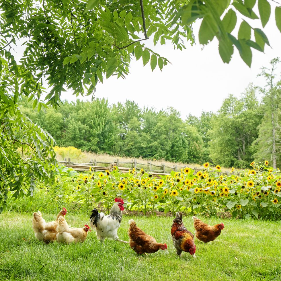 humminghill farm quebec chickens