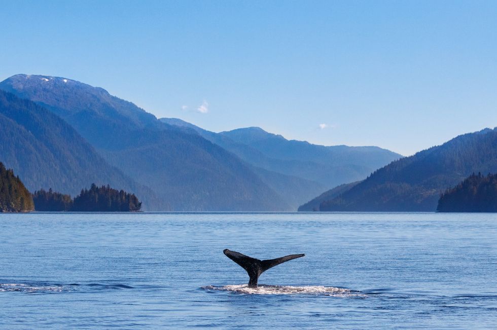 humpback whale and the pacific northwest coast