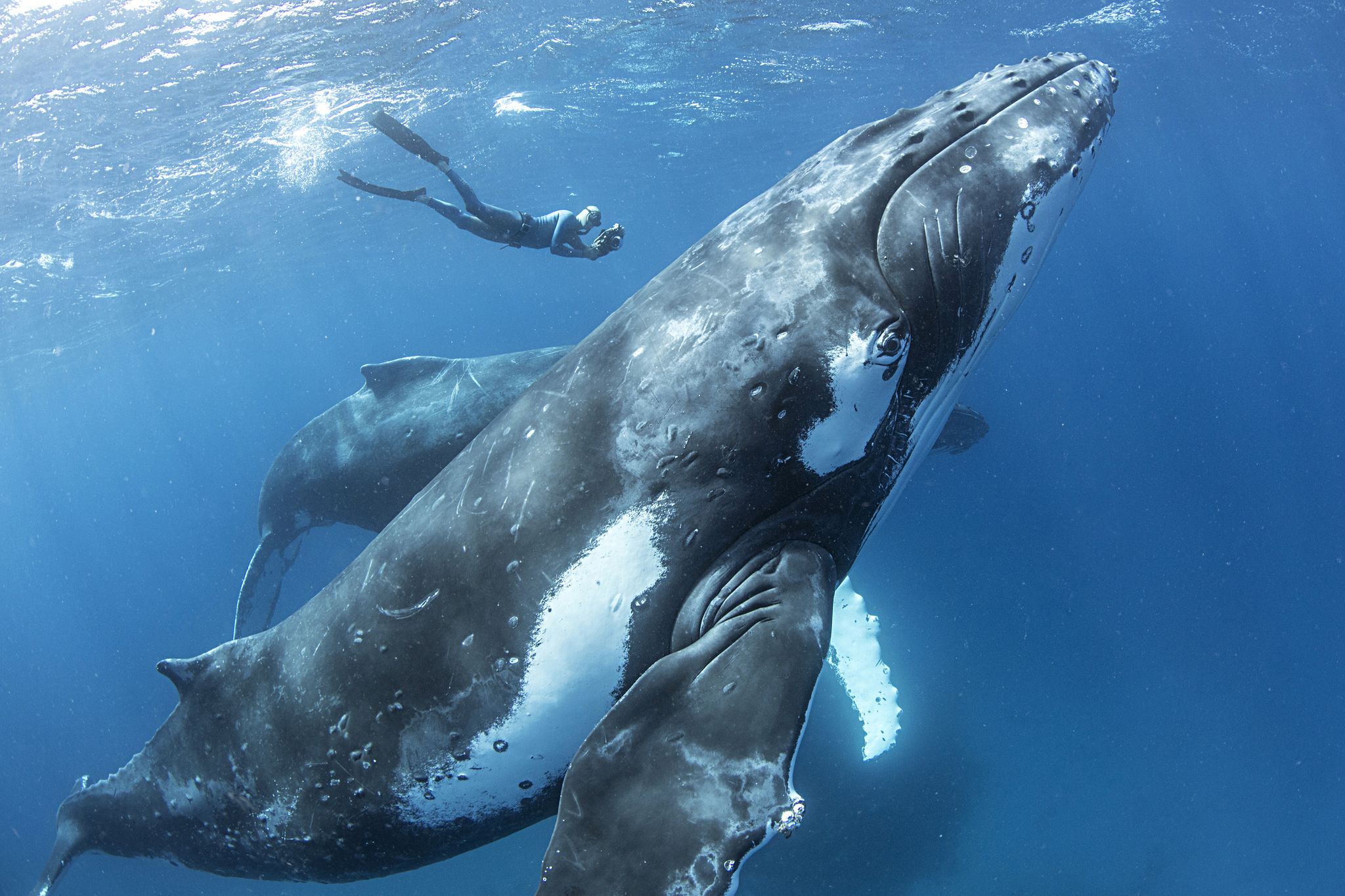 Жизнь синих китов. Горбач горбатый кит. Кит Горбач размер. Королевство Тонга горбатые киты. Горбач синий кит Кашалот.