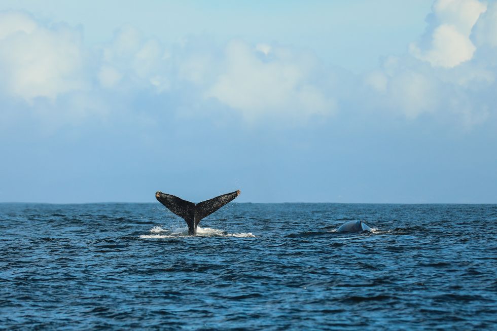 a humpback whale swimming in the sea,monterey,california,united states,usa