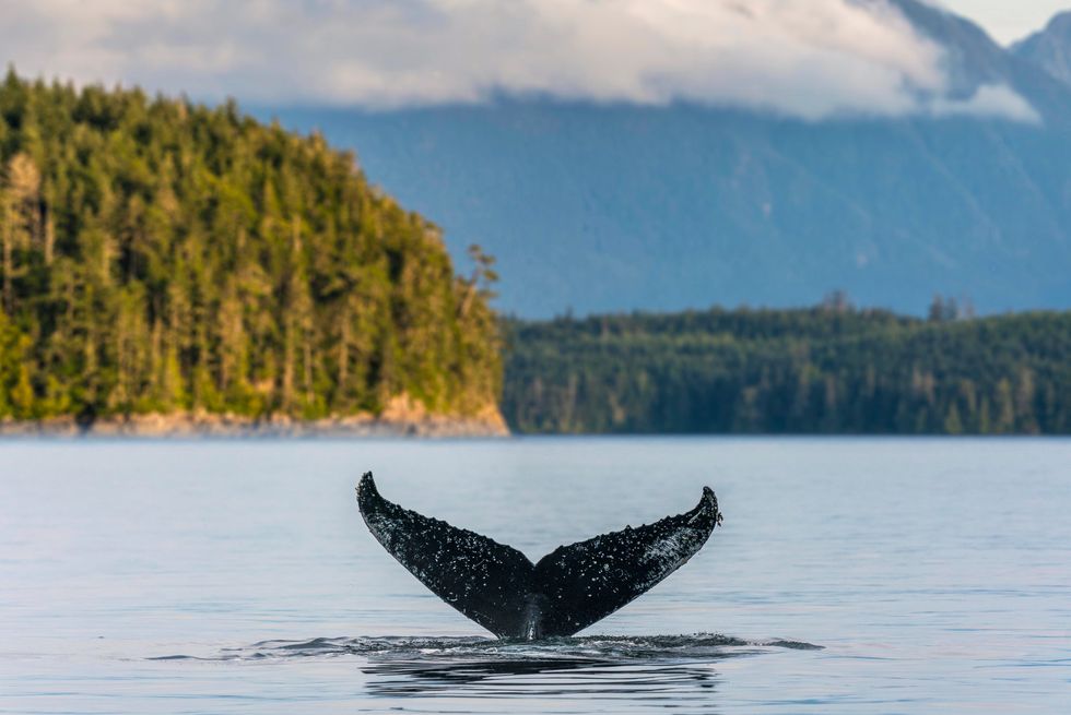 humpback whale tail on the british columbia coastline, canada vancouver island