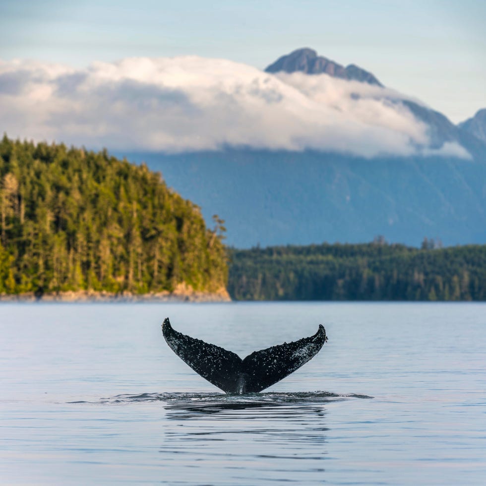 humpback whale tail on the british columbia coastline, canada vancouver island