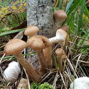 Agaricaceae, Fungus, Edible mushroom, Mushroom, Agaricus, Agaricomycetes, Pleurotus eryngii, Bolete, Champignon mushroom, Penny bun, 