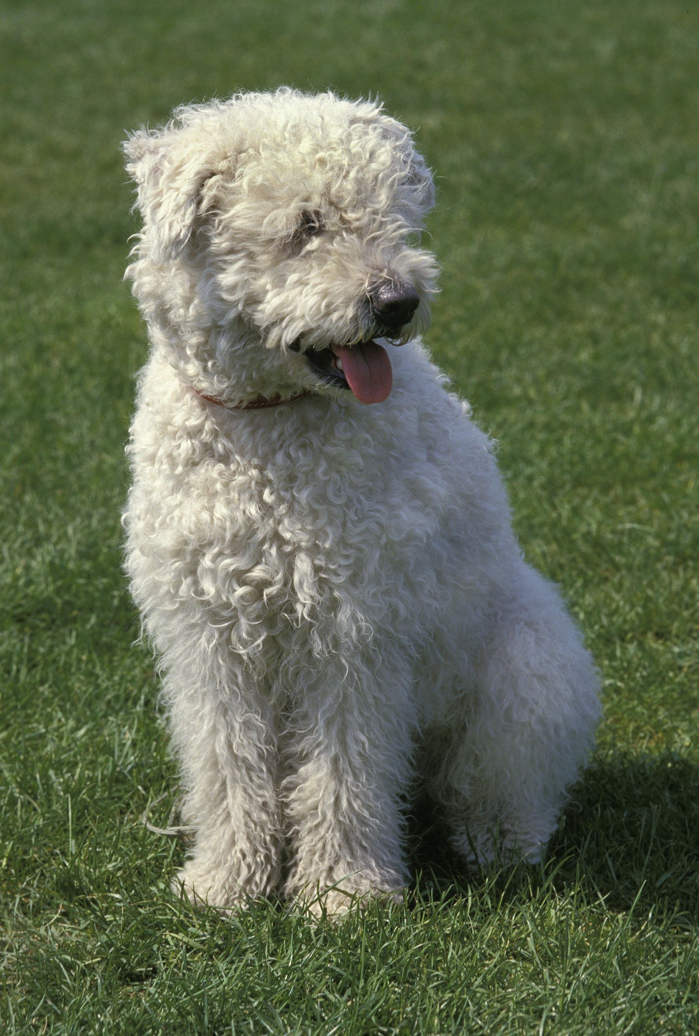 Sheep store looking dog