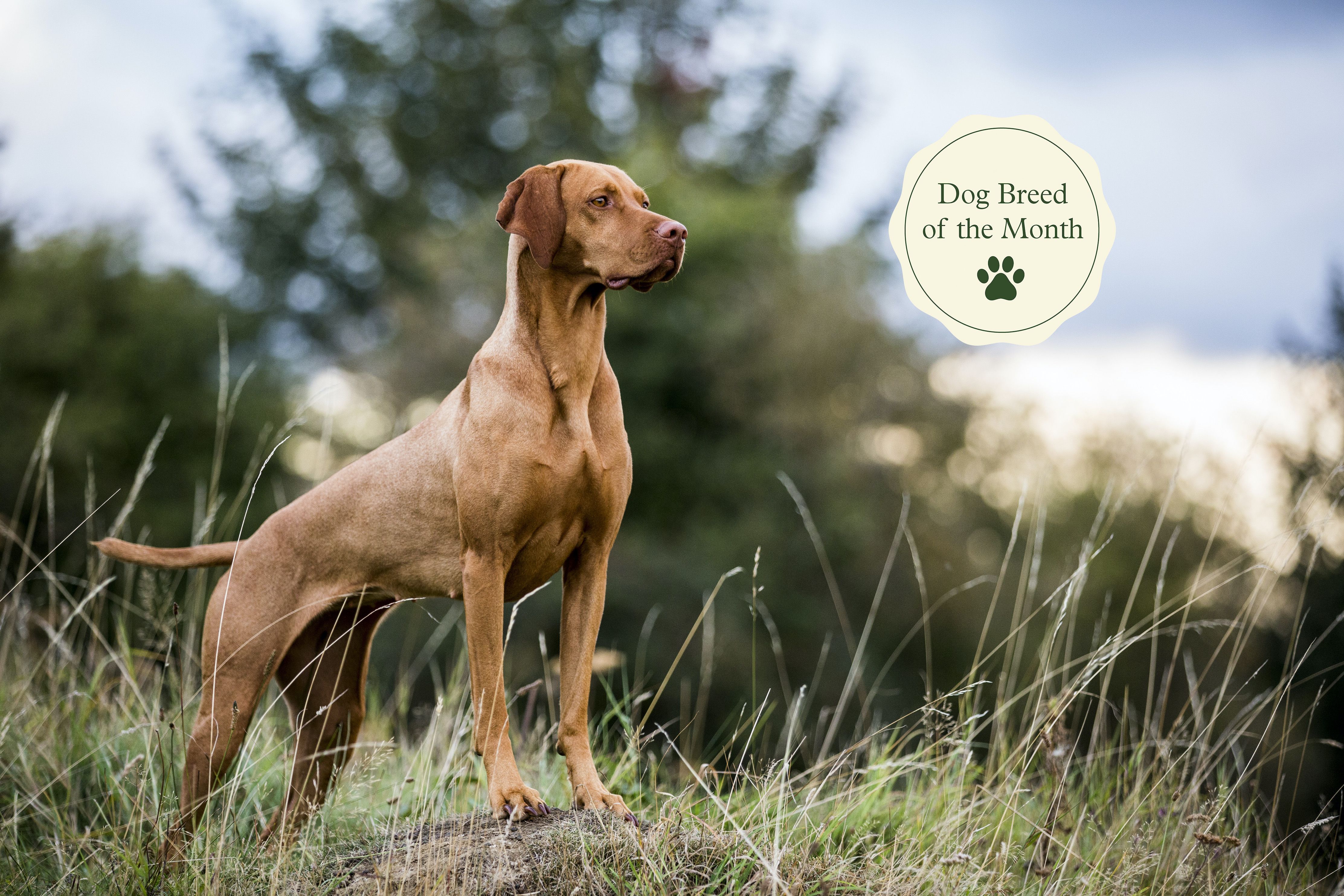 at what age is a vizsla fully grown