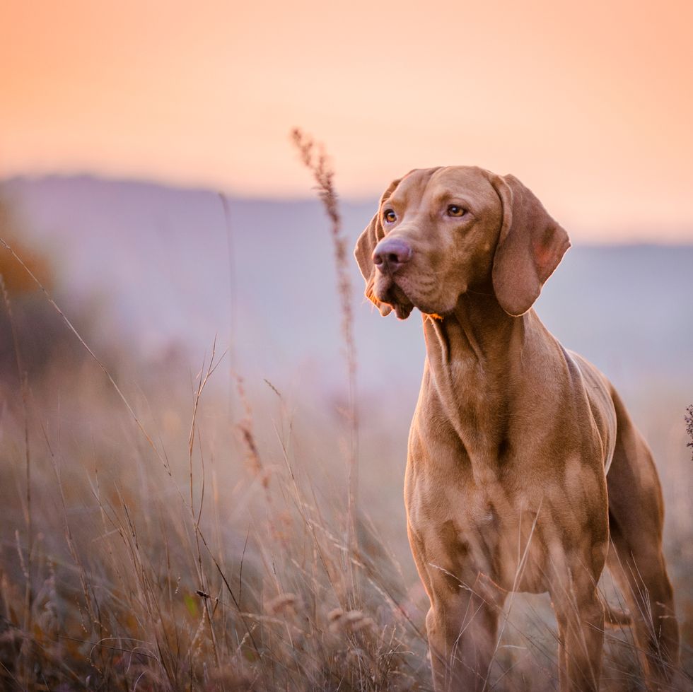 hungarian vizsla head portrait