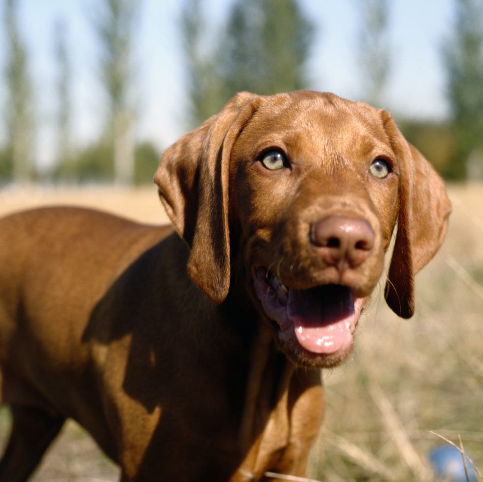12 Easiest Dogs to Train - Vizsla 12 easiest dogs to train vizsla