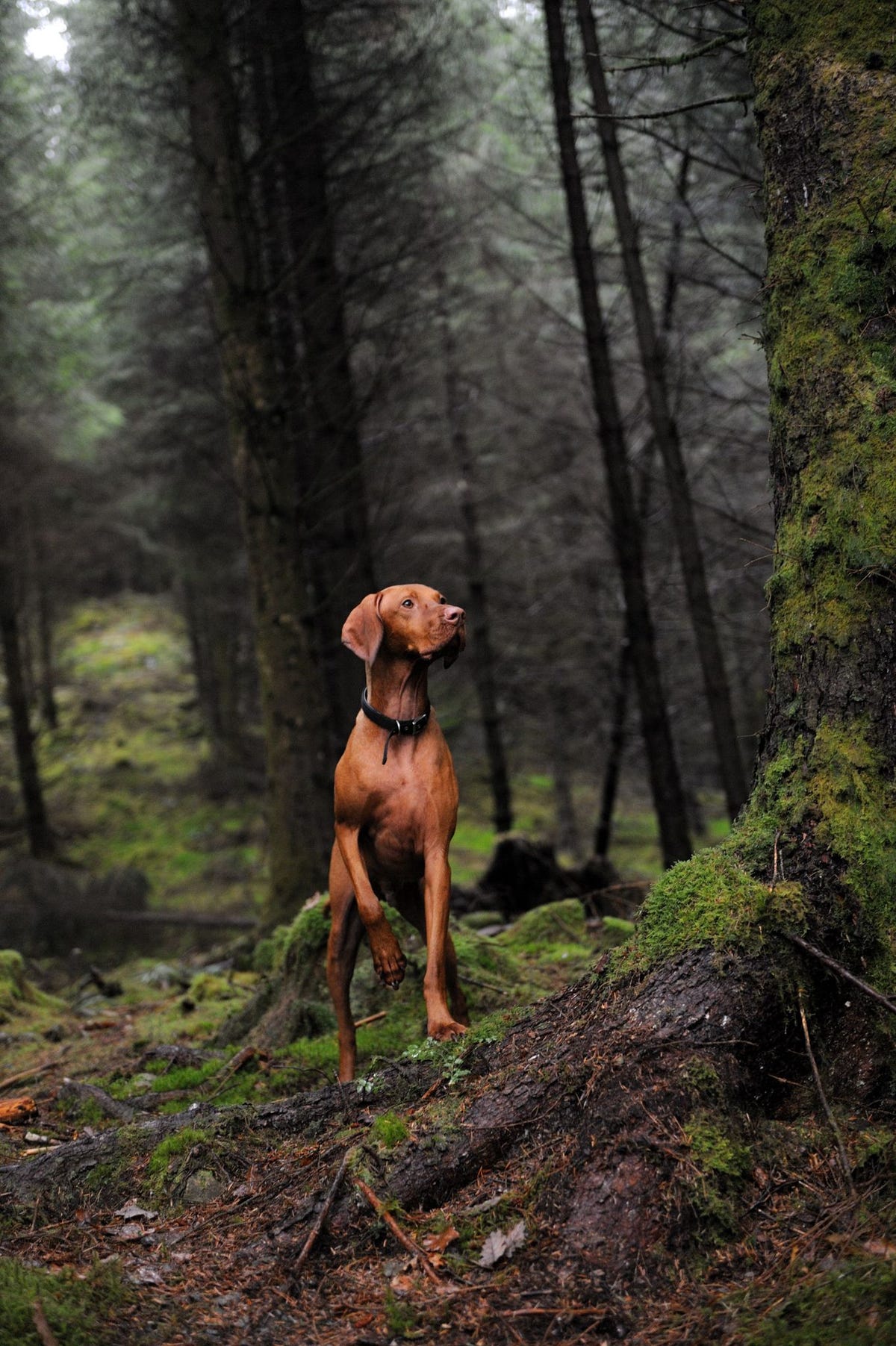 Een vizsla in het Queen Elizabeth Forest Park in Schotland Dit ras werd van oudsher ingezet bij de jacht om prooien te vinden en op te halen