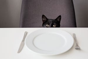 hungry cat