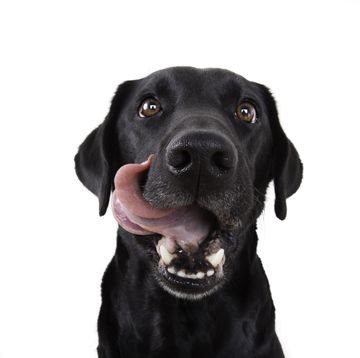 hongerige zwarte labrador hond likt zijn bek