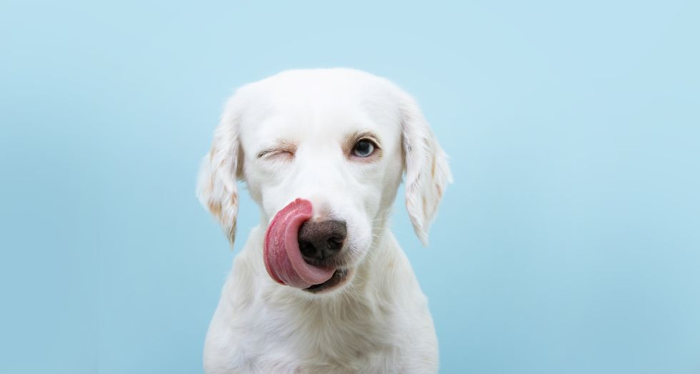 hungry funny puppy dog licking its nose with tongue out and winking one eye closed isolated on blue colored background