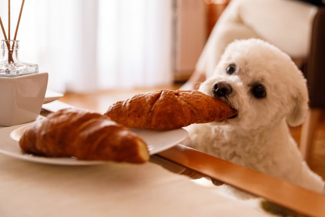 hungry little dog stealing a croissant off of the plate on a coffee table