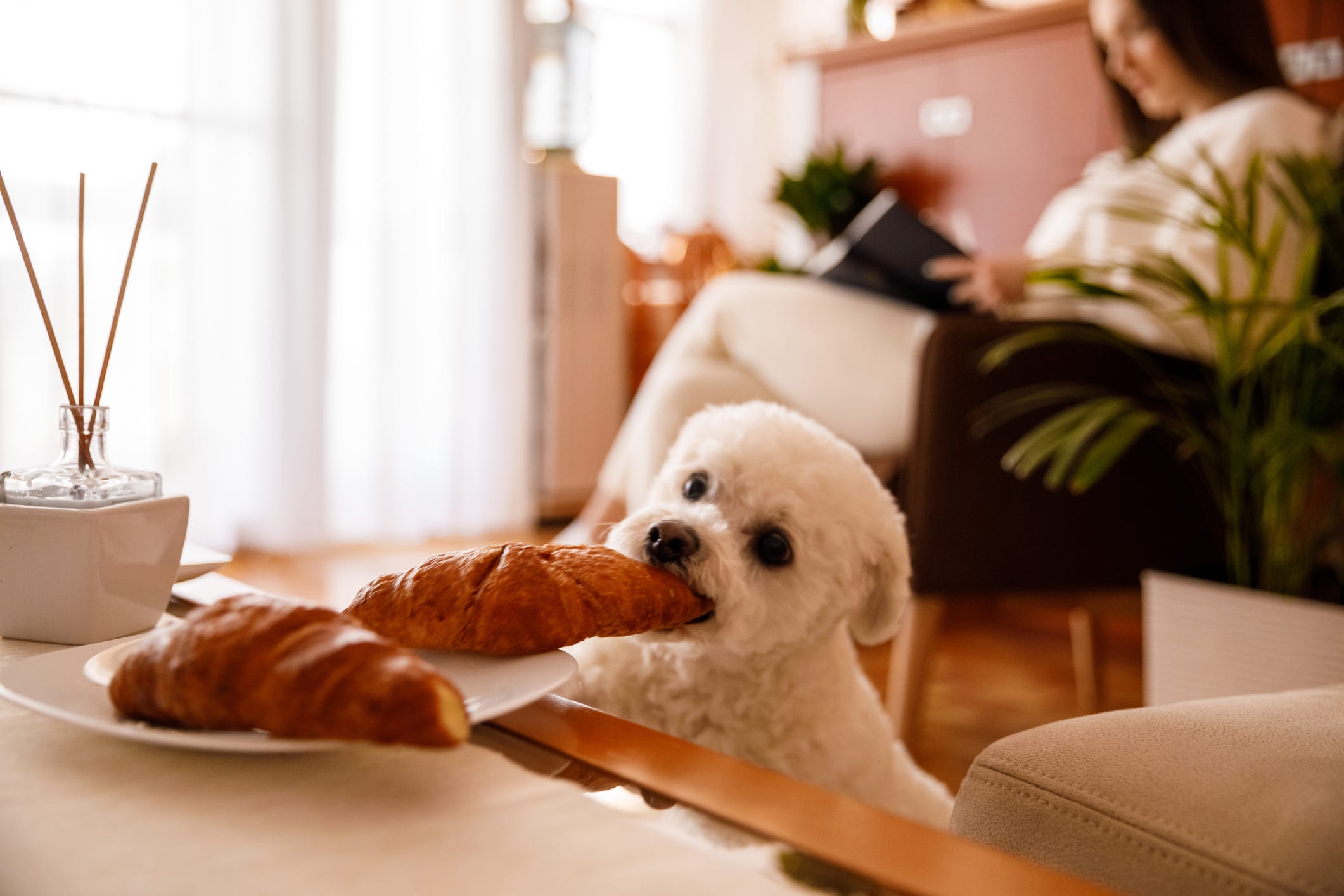 can dogs eat butter croissant