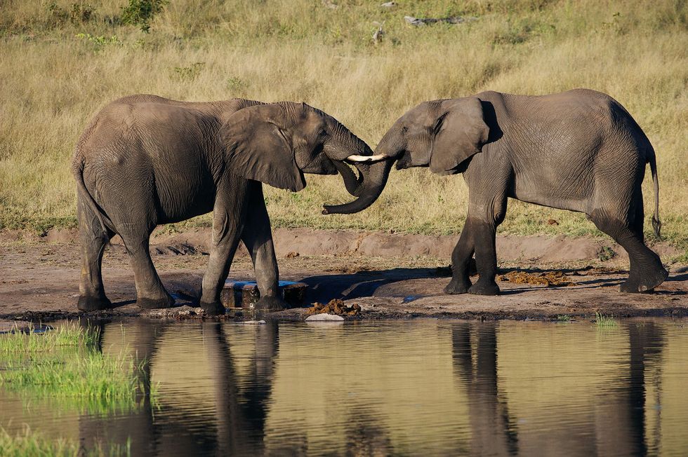Twee jonge Afrikaanse olifanten ontmoeten elkaar bij een drinkplaats in Zimbabwe